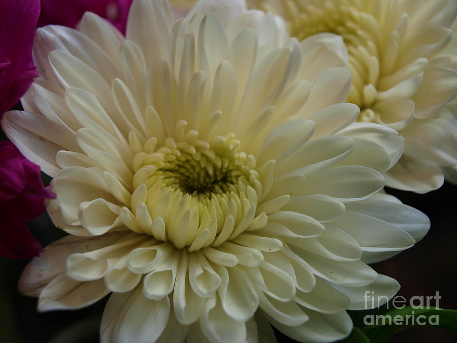 White Chrysanthemum Photograph by Vivian Martin