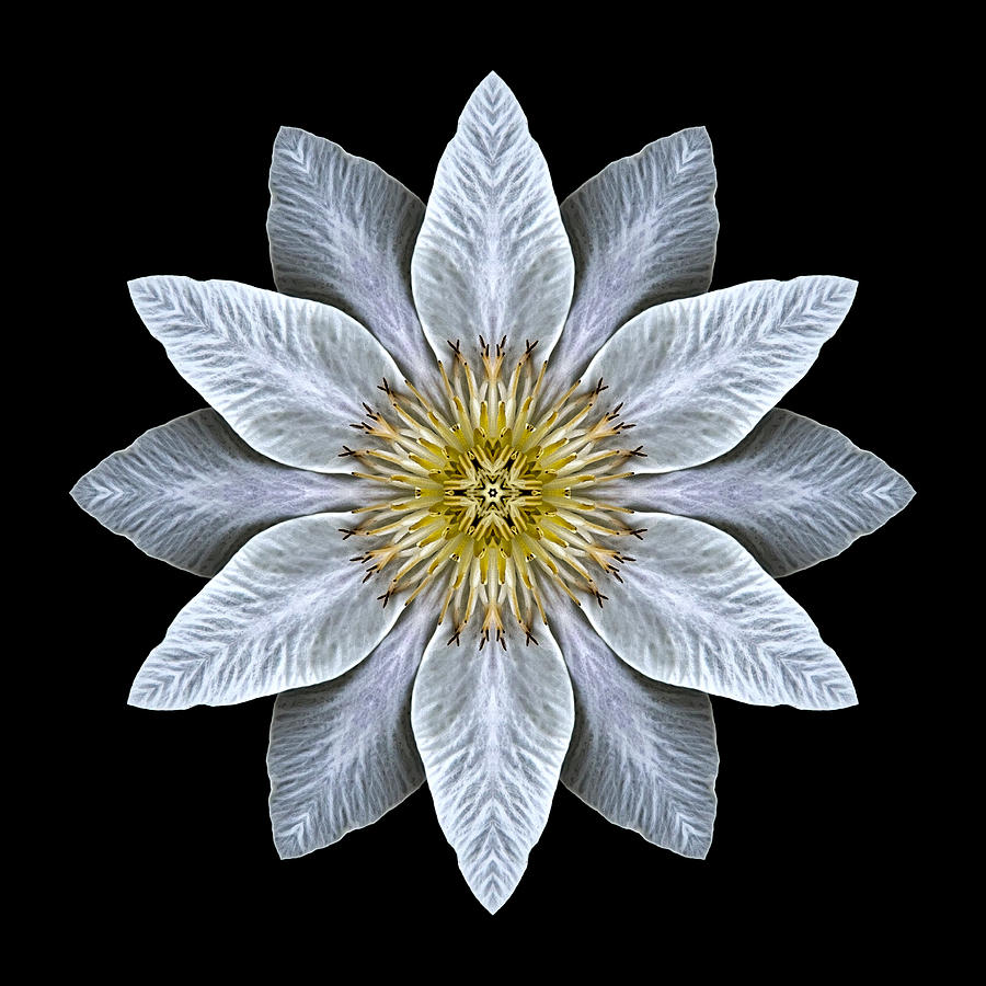 White Clematis Flower Mandala Photograph by David J Bookbinder