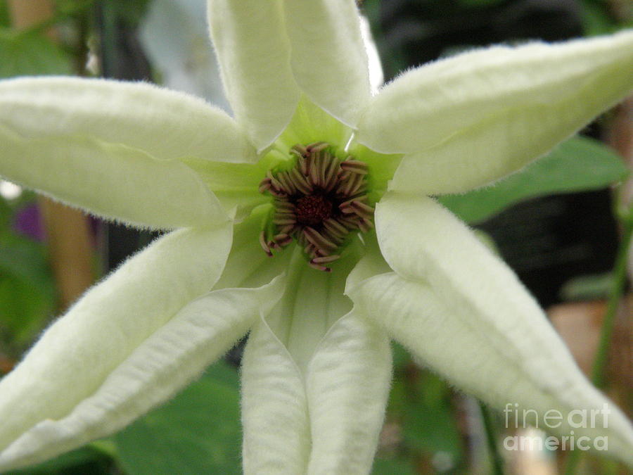 White Clematis Photograph by Lainie Wrightson