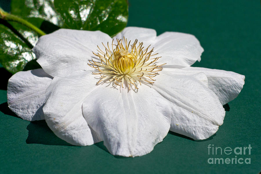 White Clematis on Green Photograph by Terri Waters