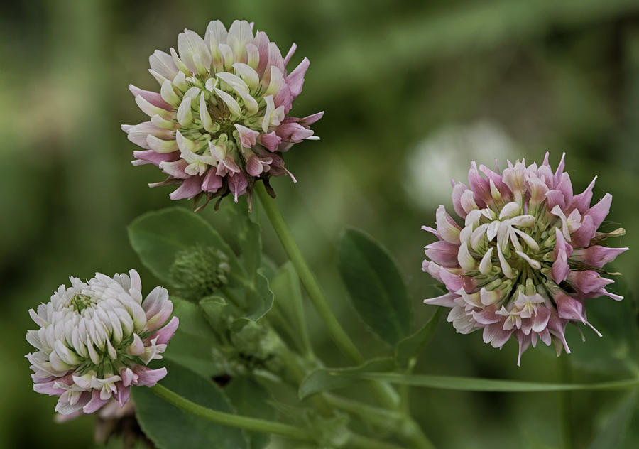 White Clover Photograph by Gary OBoyle