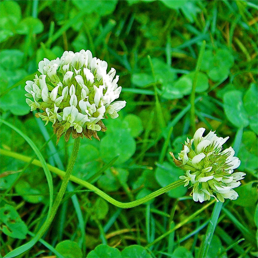 White Clover On Empire Bluffs Trail In Sleeping Bear Dunes National 