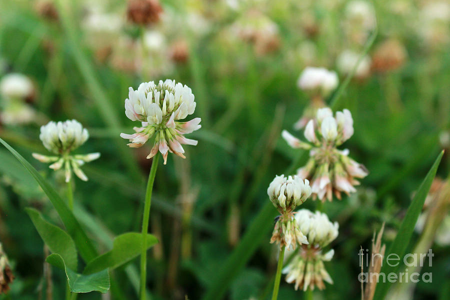 White Clover Wild Flower In Midwest United States Meadow Photograph