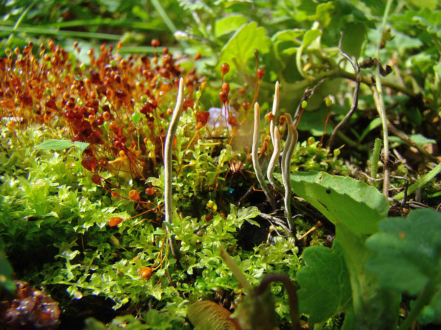 White Club Mushrooms in Fruiting Moss - Cordyceps Photograph by Carol Senske