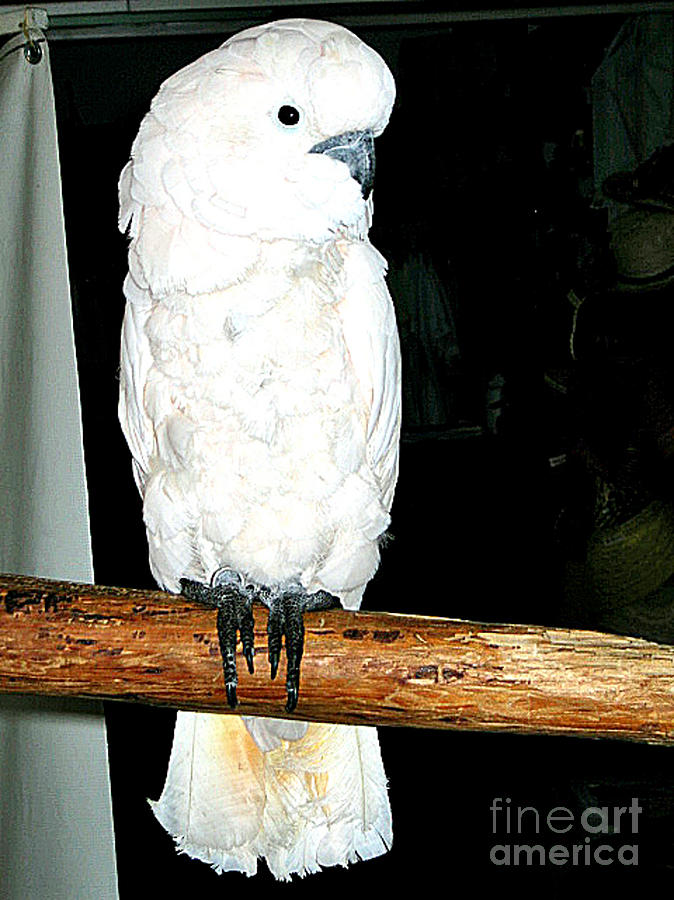 White Cockatiel-loreto Mx. Photograph by Jay Milo