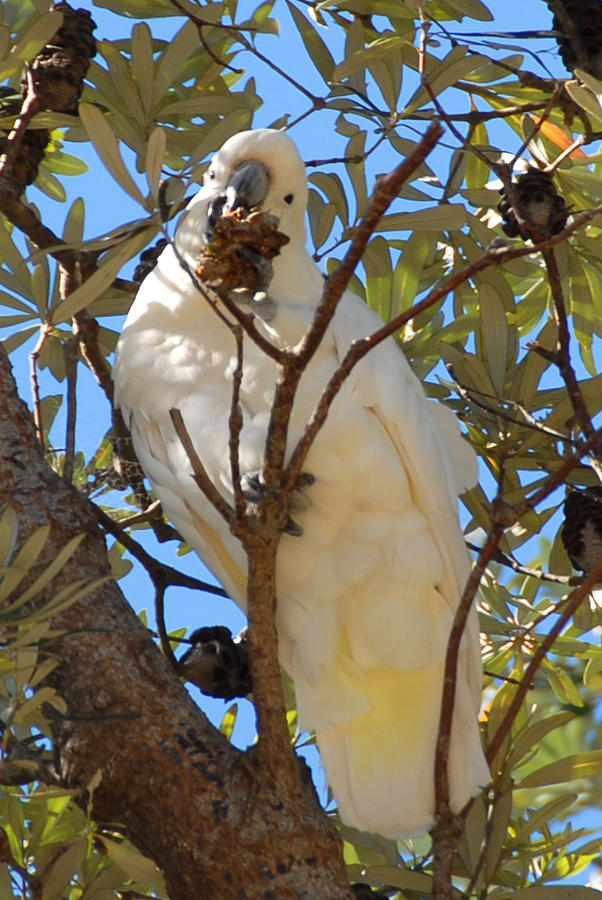 White Cockatoo Feeding Photograph by Glen Johnson