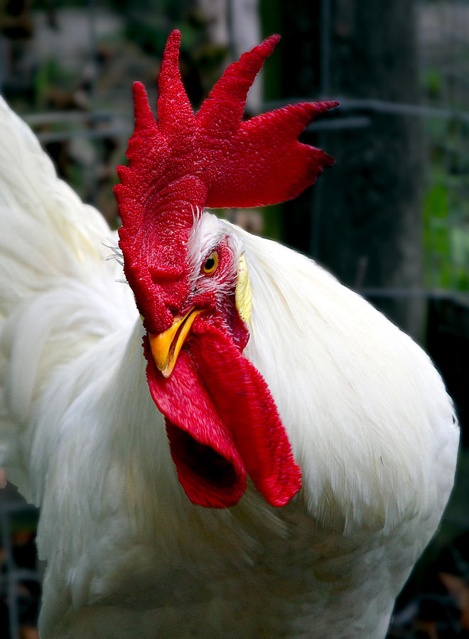 White cockerel Photograph by Roger Burton - Fine Art America