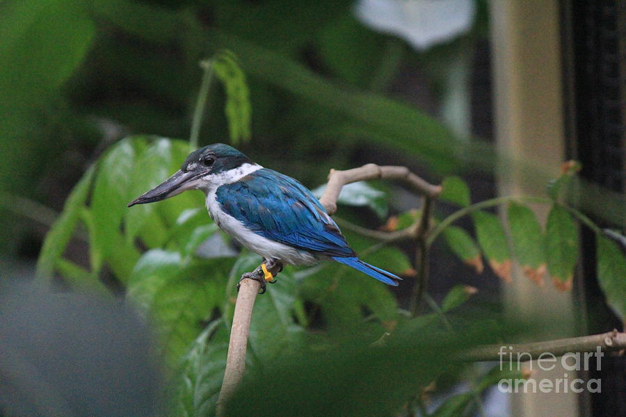 White Collared Kingfisher Photograph by David Grant