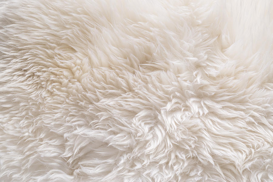 White Color Sheep Fur Photograph by MirageC