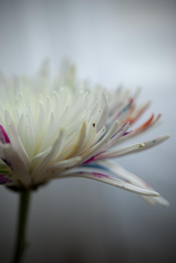 Flower Photograph - White Colors by Kathy Williams-Walkup