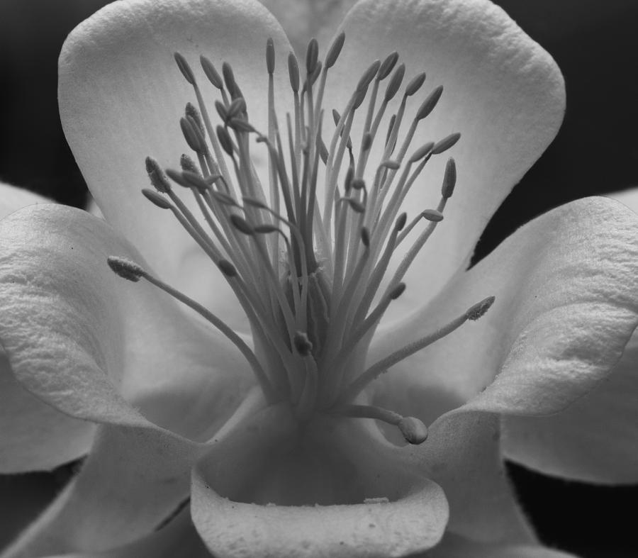 White Columbine in Black and White Photograph by Leah Palmer