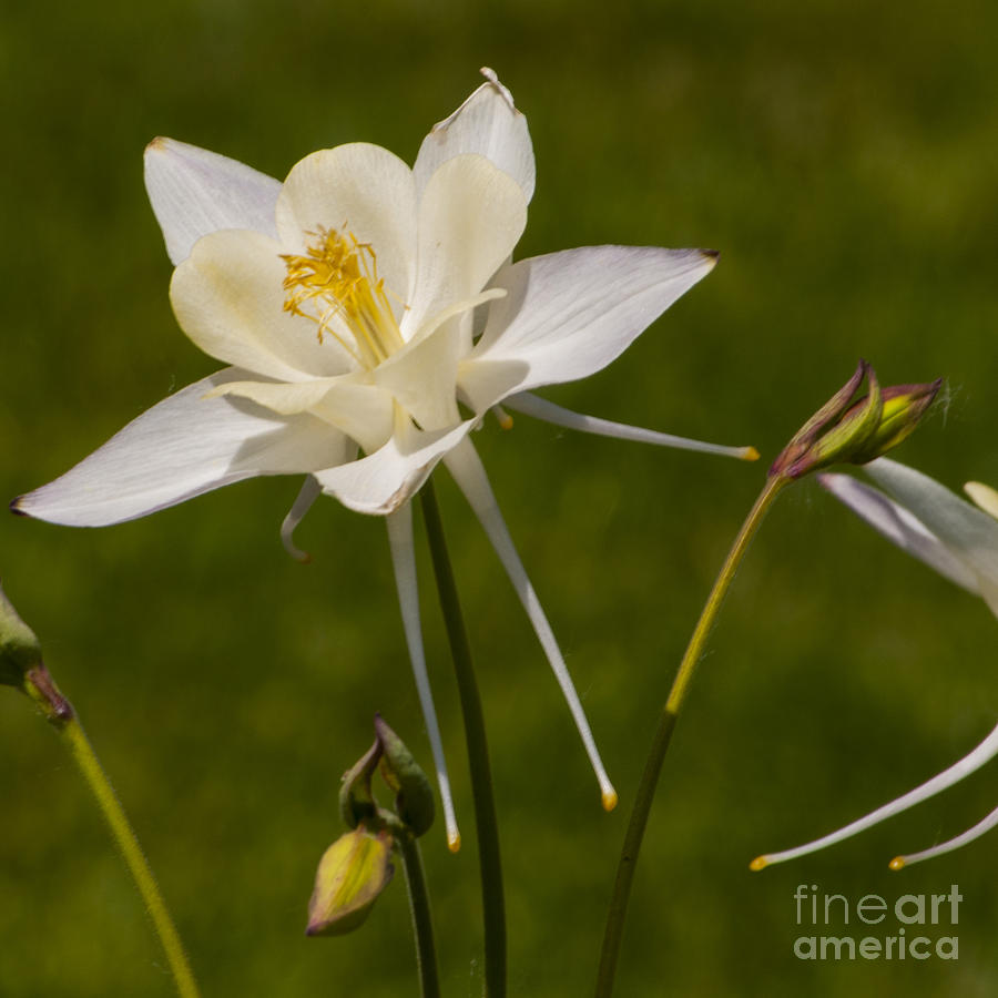 White Columbine Photograph by M J - Fine Art America