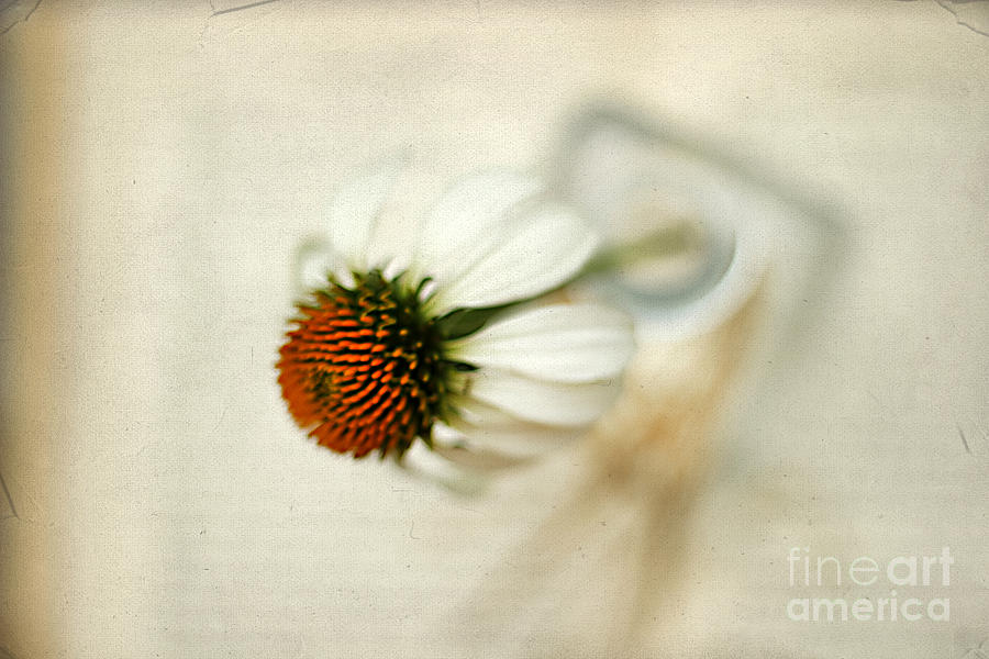 White Cone Flower Photograph by Darren Fisher