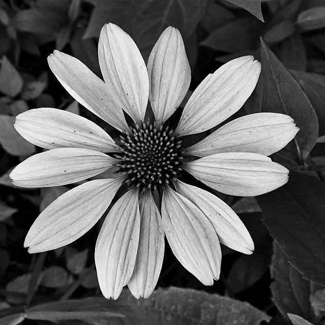 Black And White Photograph - White Cone by Justin Connor