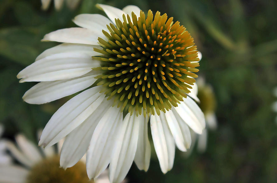 White Coneflower Photograph by Ellen Tully