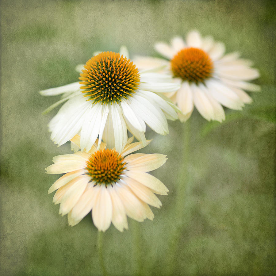 Flower Photograph - White Coneflower Trio by Rebecca Cozart
