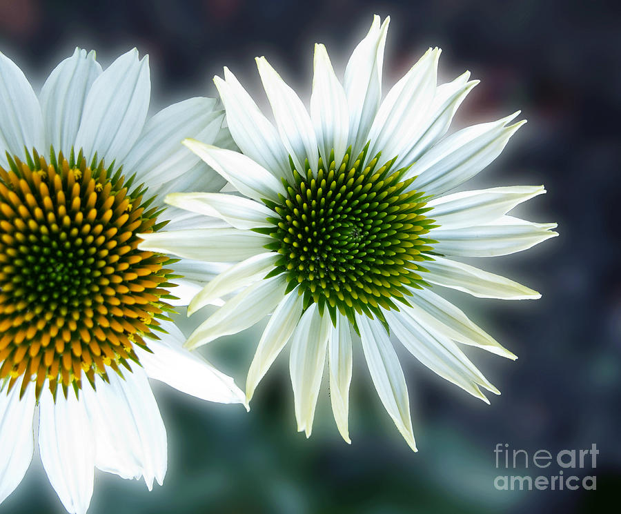 White Conehead Daisy Photograph by Arlene Carmel