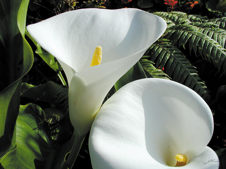 White Corn Lily Photograph by Brian Gilna