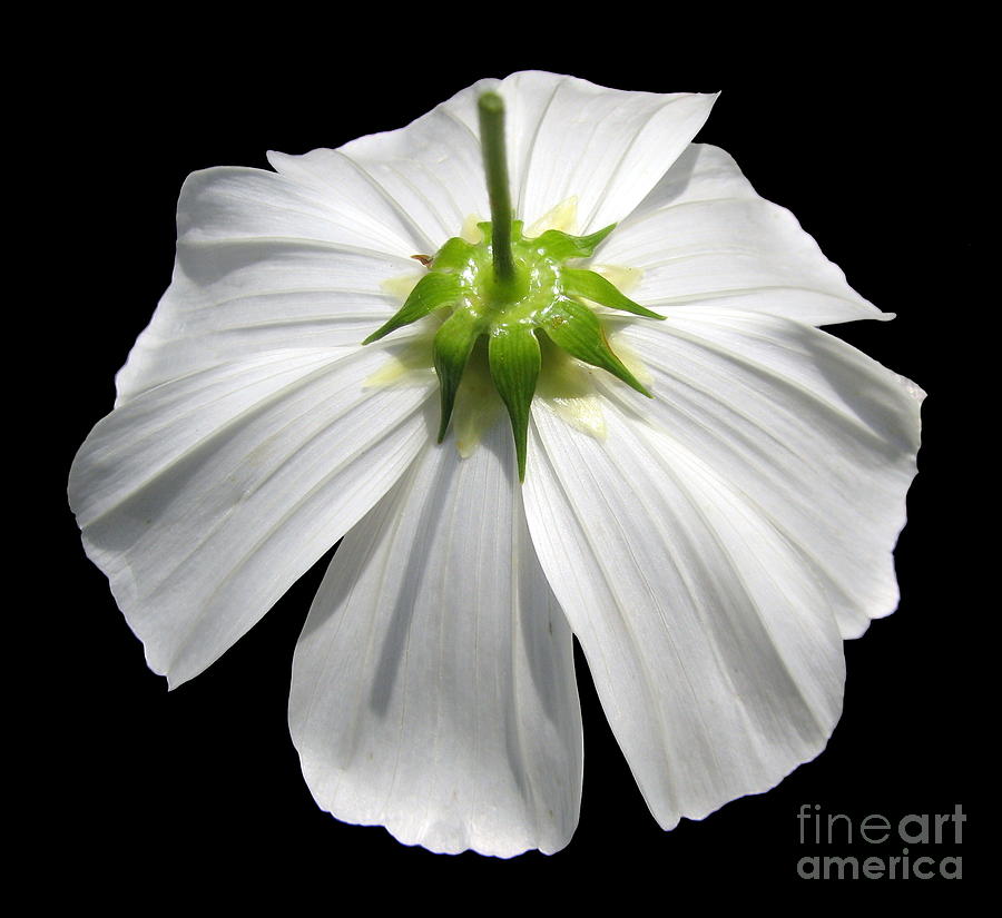 White Cosmos Flower Closeup Photograph by Rose Santuci-Sofranko