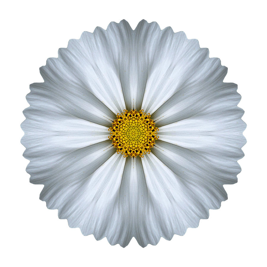 White Cosmos I Flower Mandala White Photograph by David J Bookbinder