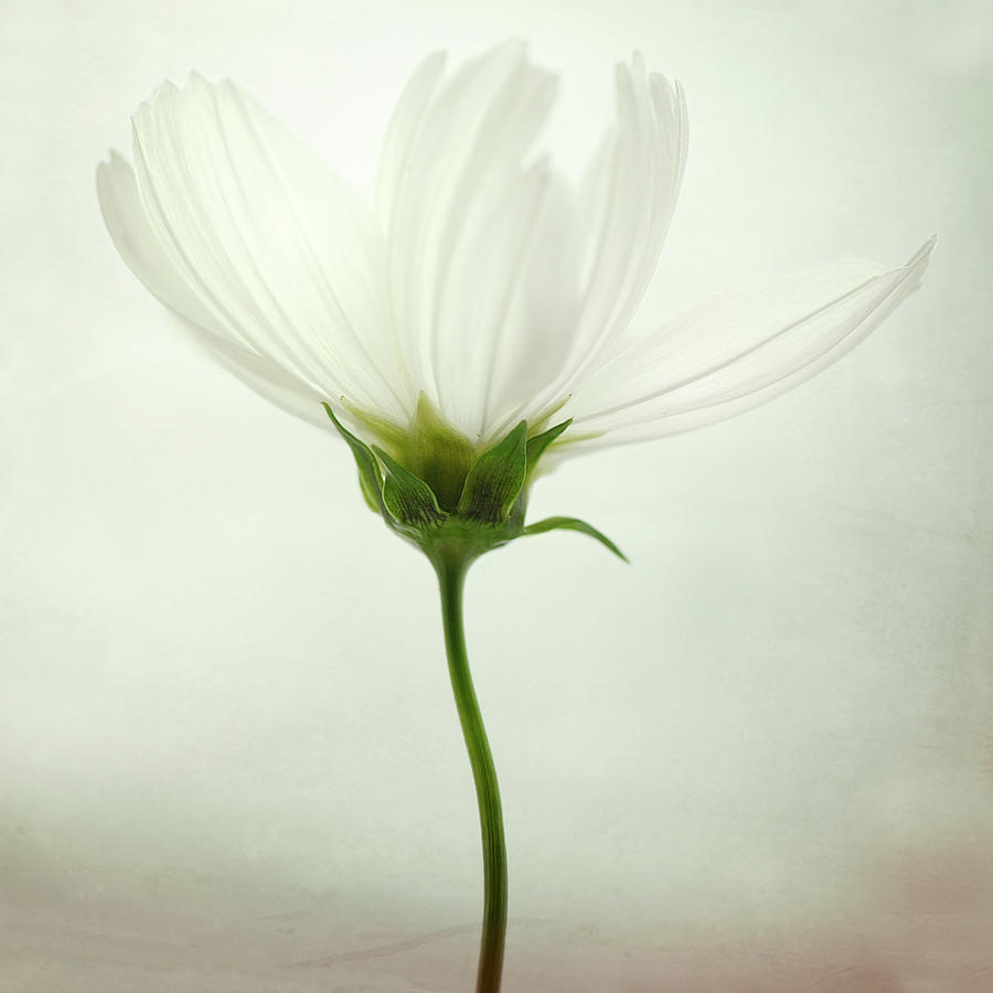 Flower Photograph - White Cosmos by Lotte Gr?nkj?r