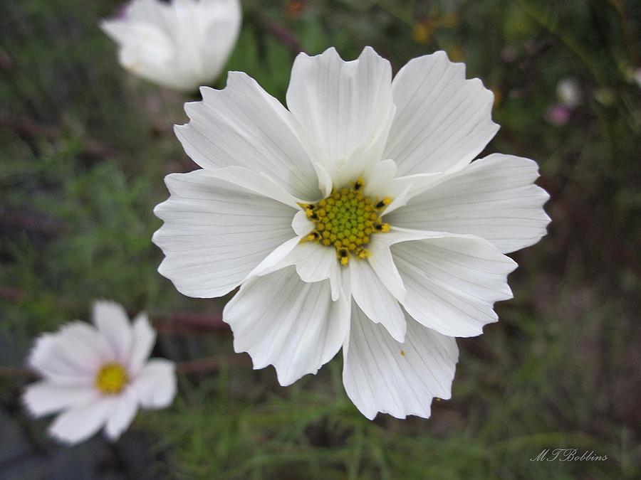 White Cosmos Photograph by MTBobbins Photography