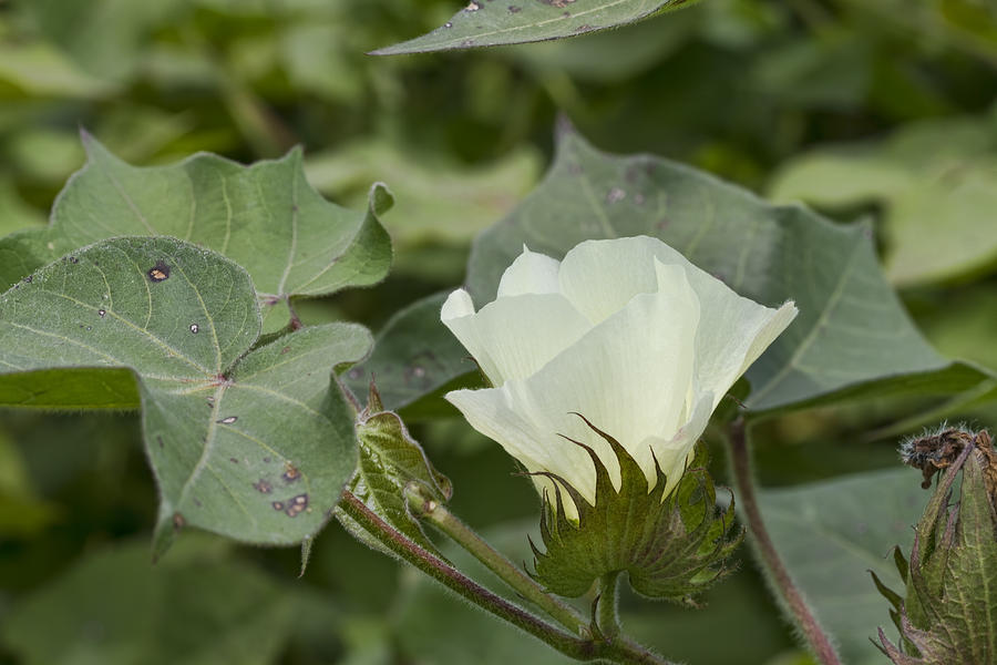 White Cotton Blossoms -  Gossypium Photograph by Kathy Clark