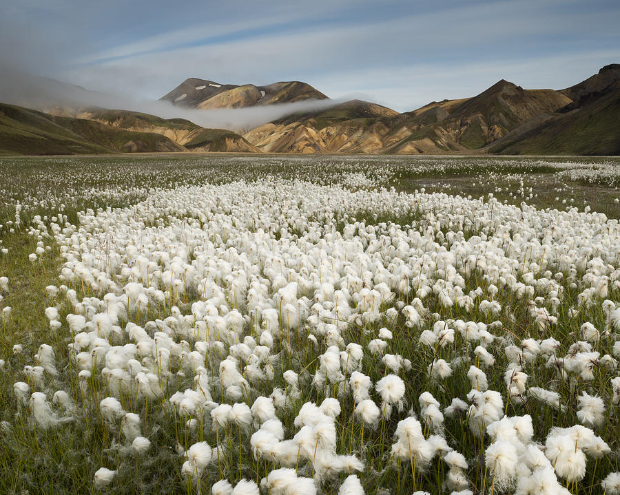 White Cottongrass Landmannalaugar Photograph by Rob Brown