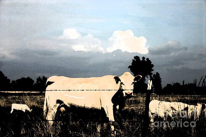 White Cow Photograph by Beth Ferris Sale