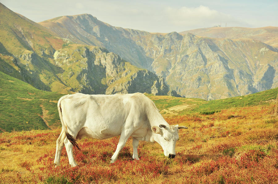 White Cow On High Pasture In Mountains Photograph by Maya Karkalicheva