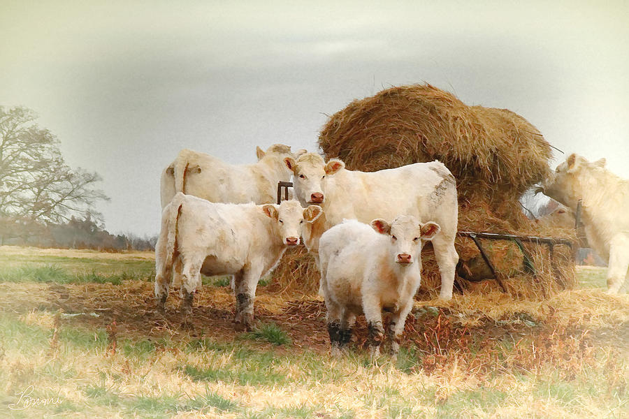 White Cows Photograph by Bonnie Willis