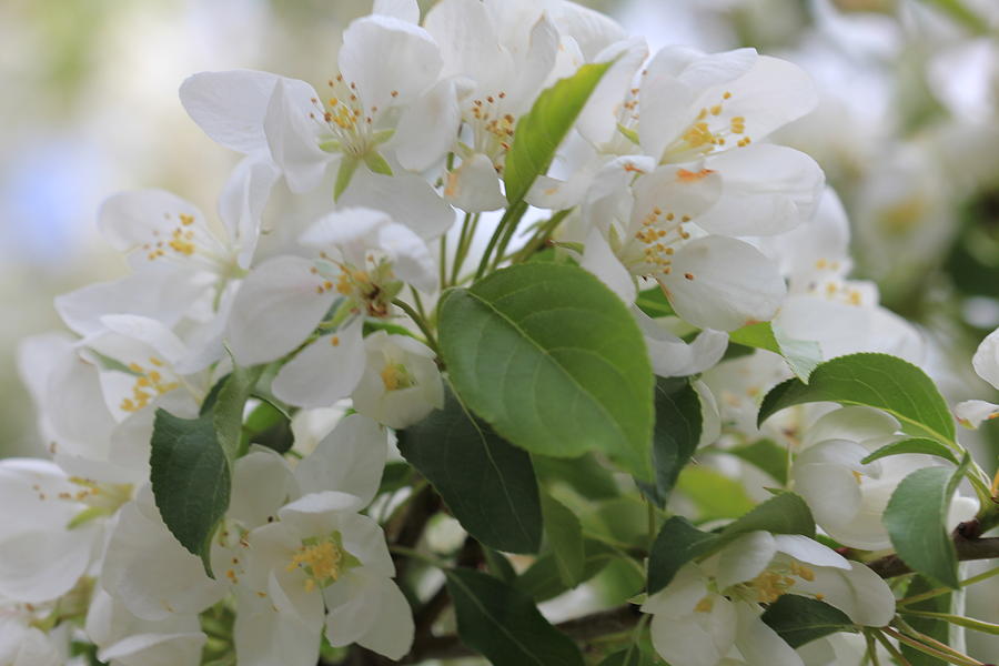 White Crabapple Blossom Cluster Photograph by Donna L Munro