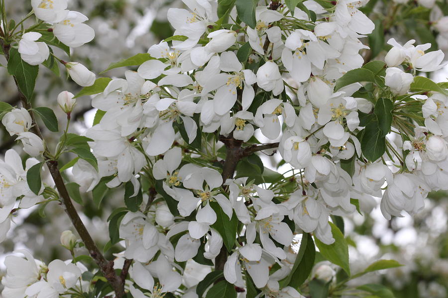White Crabapple Blossom Expanse Photograph by Donna L Munro