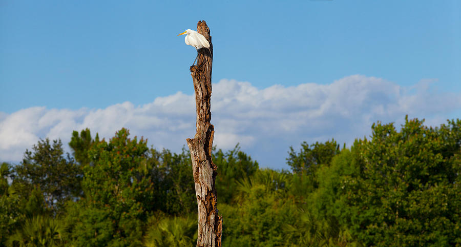 Crane Photograph - White Crane On A Dead Tree, Boynton by Panoramic Images
