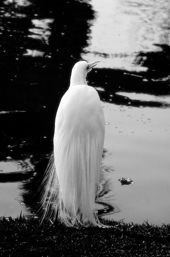 White Crane Photograph by Viktor Savchenko