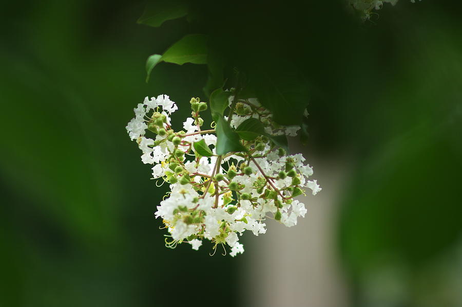 White Crepe Myrtle Blossom Photograph by Suzanne Powers