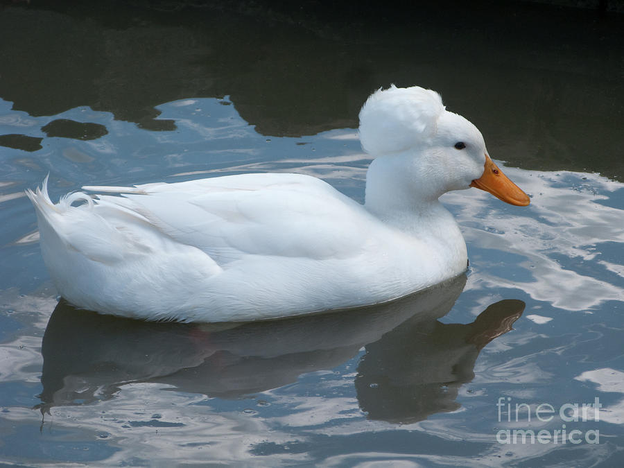 White Crested Duck Photograph by Ann Horn