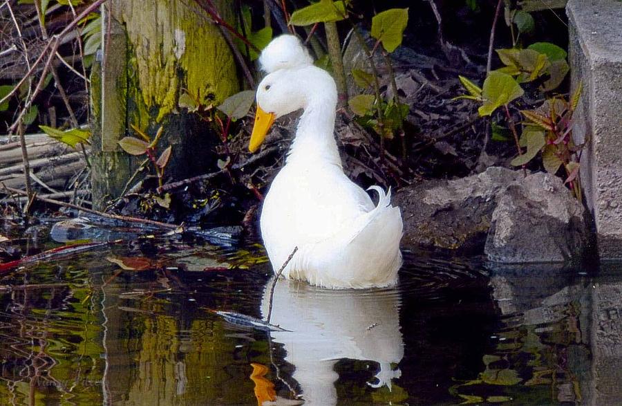 White Crested duck in Camden Maine Photograph by Nancy Pillers - Fine