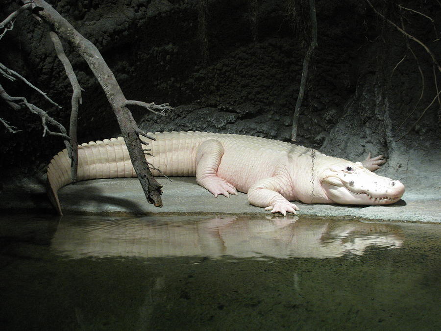 White Croc Photograph by Steven Parker
