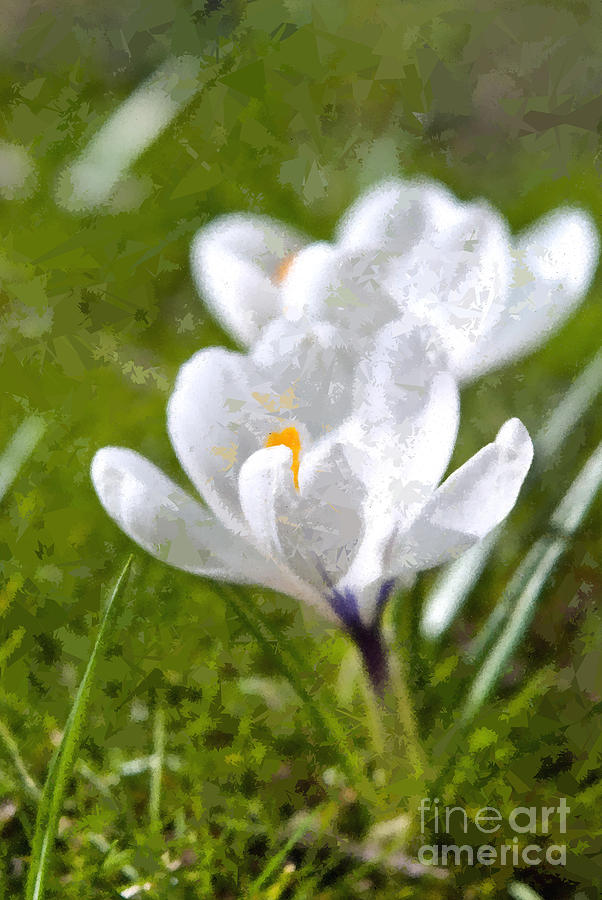Spring Photograph - White Crocus by Design Windmill