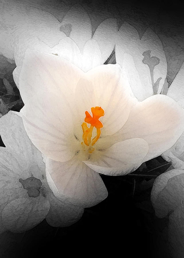 Flower Photograph - White Crocus - f2g by Richard Andrews