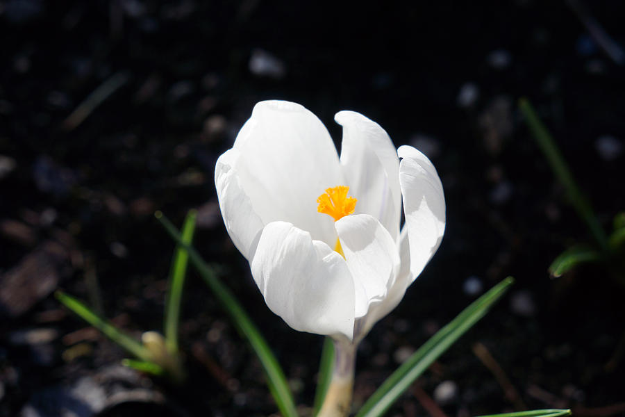 Nature Photograph - White Crocus Flower Art prints Spring by Patti Baslee