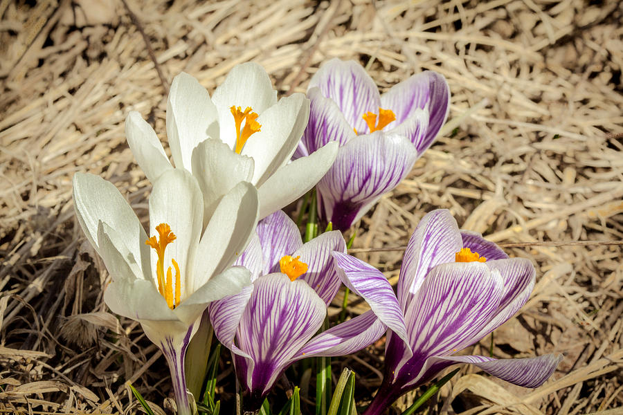 White Crocus Photograph by Nick Mares