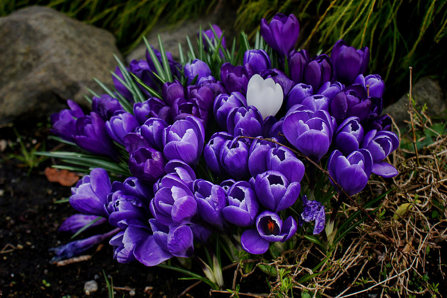 White Crocus on a field of purple Photograph by Ron Roberts