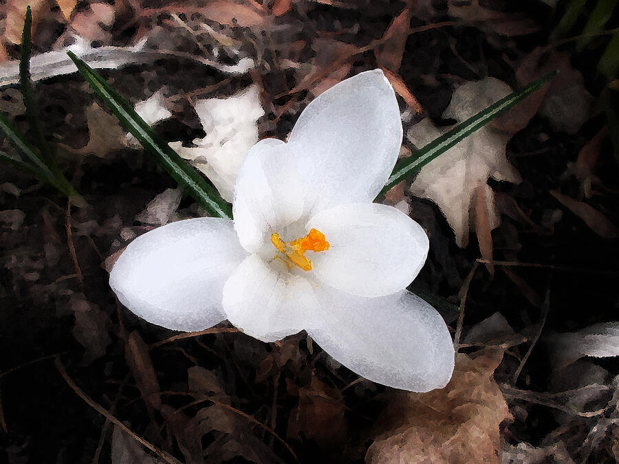 Spring Photograph - White Crocus by Richard Andrews