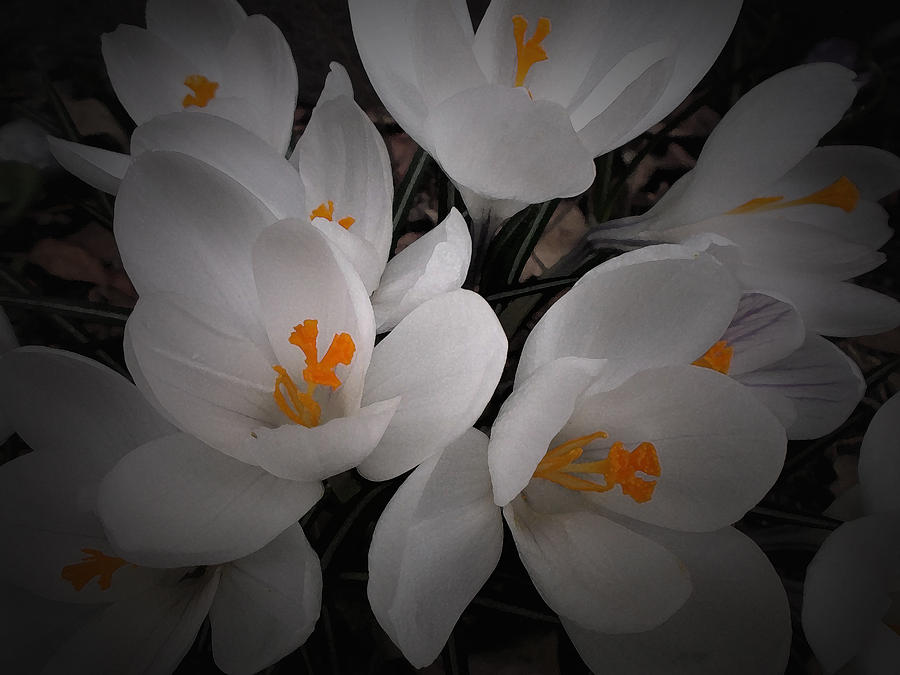 Flower Photograph - White Crocuses 2 by Richard Andrews