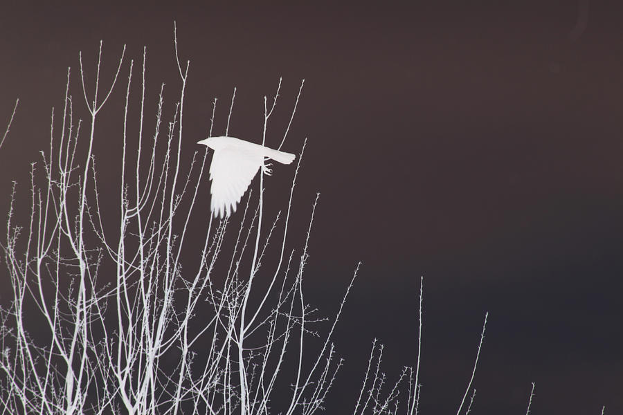 Crow Photograph - CROW White Crow Black SKY by Lesa Fine