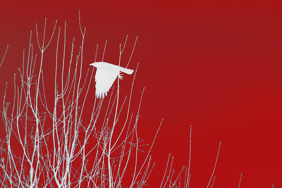 White Crow Red Sky Photograph by Lesa Fine