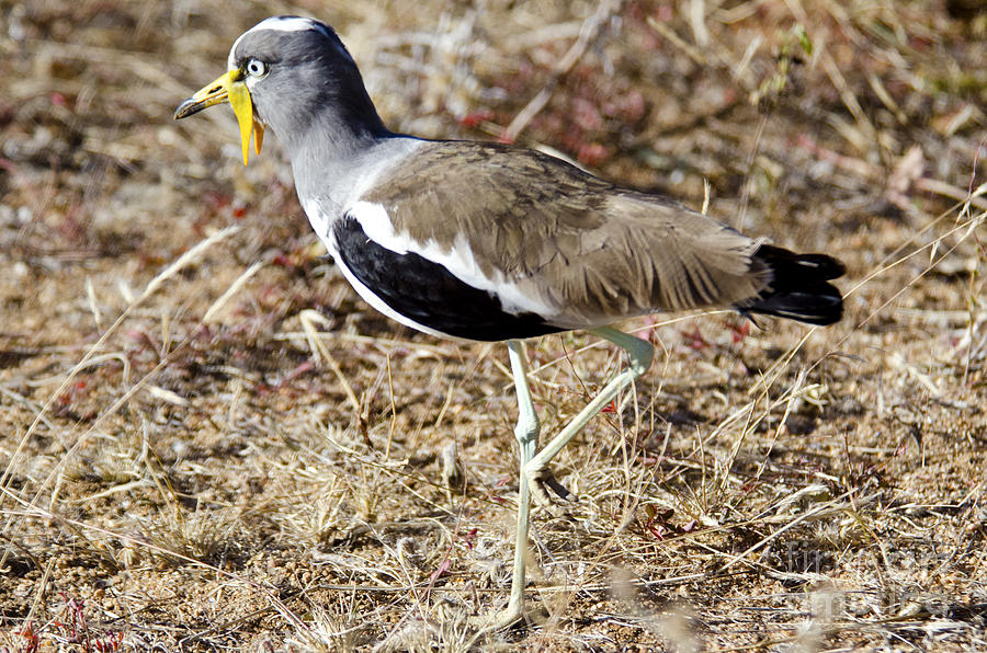 Lapwing Digital Art - White-crowned Lapwing by Pravine Chester
