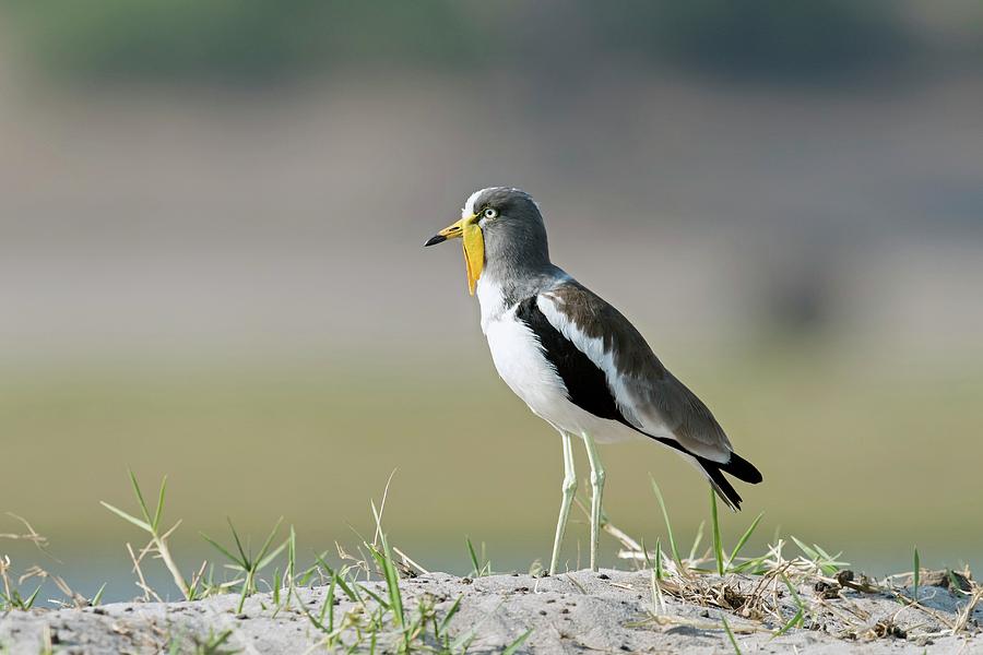 Animal Photograph - White-crowned Lapwing by Tony Camacho/science Photo Library